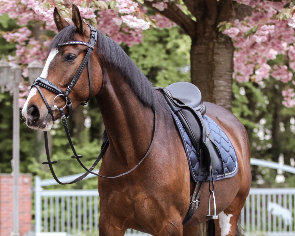 dressage horse Riana 65 (Hanoverian, 2016, from Rotspon)
