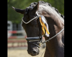 broodmare Brefood's Fayette K (Oldenburg, 2014, from Fürstenball)