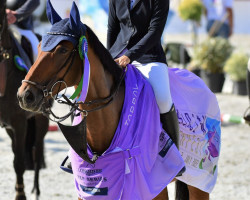 jumper Anyway van het Kervijnhof Z (Zangersheide riding horse, 2014, from Alvaro du Talus)