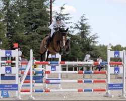 jumper Quiletta D (Nederlands Rijpaarden en Pony, 2010, from Gitellius)