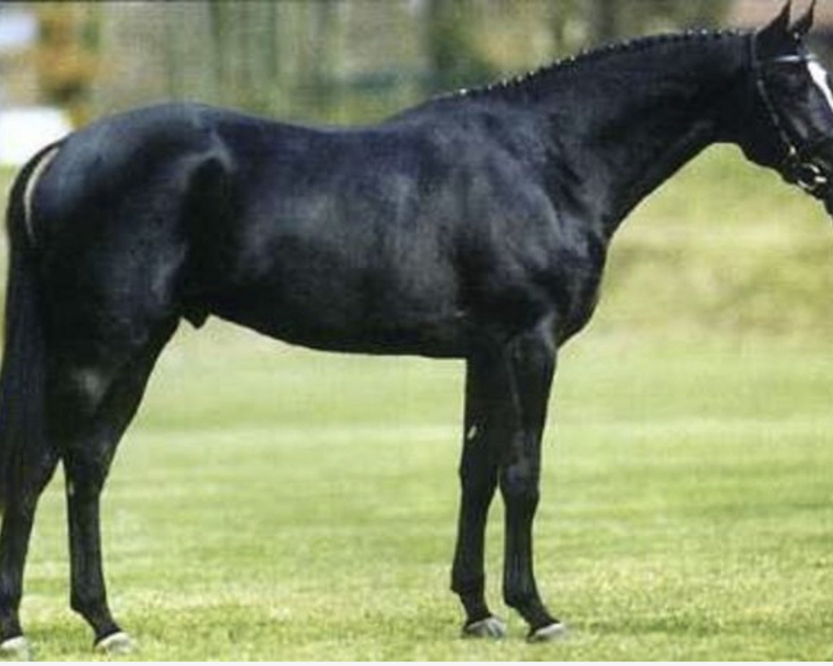 stallion Gitellius (Selle Français, 1994, from Quiniou)