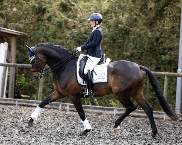 dressage horse Just A Dream 3 (KWPN (Royal Dutch Sporthorse), 2014, from Glock's Dream Boy)