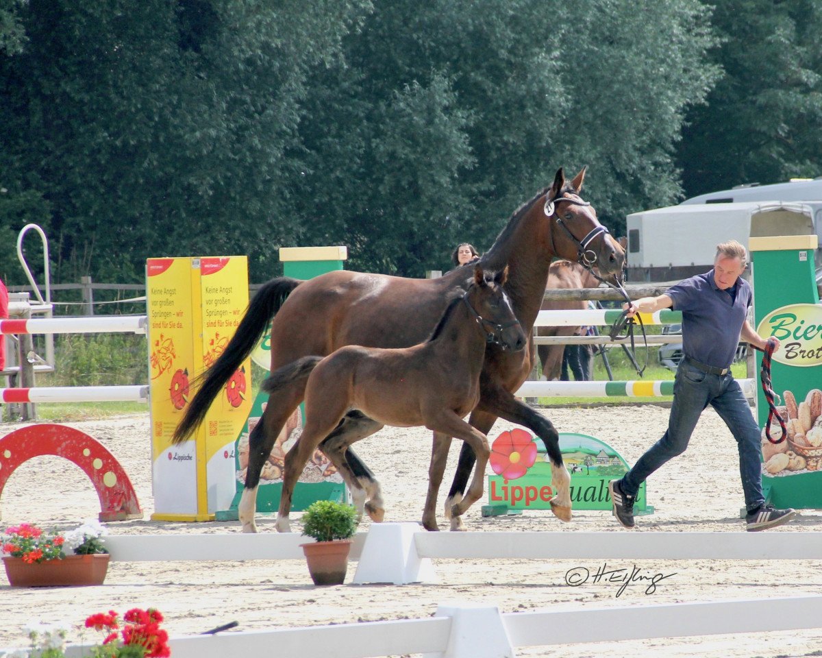broodmare Evita II TS (Westphalian, 2017, from Estobar NRW)