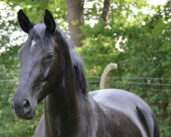 broodmare Golden Girl (Oldenburg, 2001, from Del Piero)