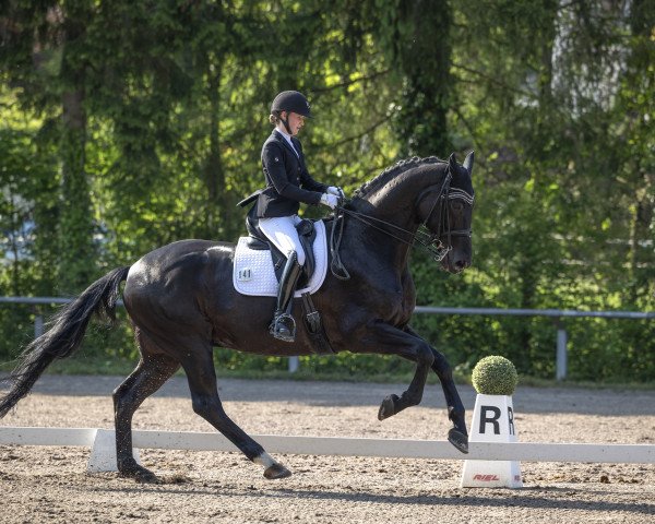 dressage horse Nymphenburgs Disco Fox (Hanoverian, 2012, from Don Index)