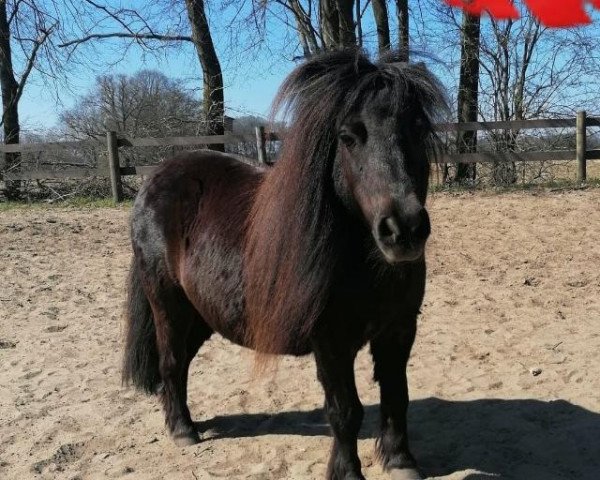 broodmare Candy (Shetland pony (under 87 cm), 2009, from Sander van de Hoefslag)