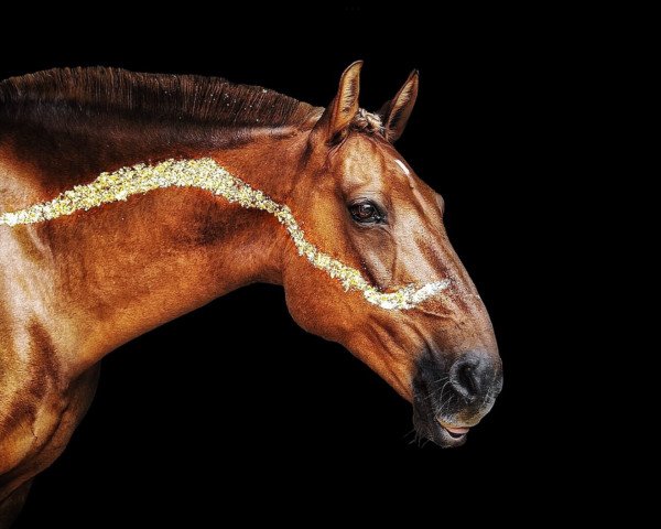 horse Prinz Eisenherz (Nederlands Rijpaarden en Pony, 2005, from Santino v.d. Heimerte) horse Prinz Eisenherz (Nederlands Rijpaarden en Pony, 2005, from Santino v.d. Heimerte)