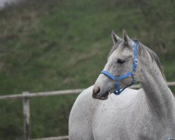 Springpferd Prinz Charming Le (Deutsches Sportpferd, 2017, von Prinz Ludwig)