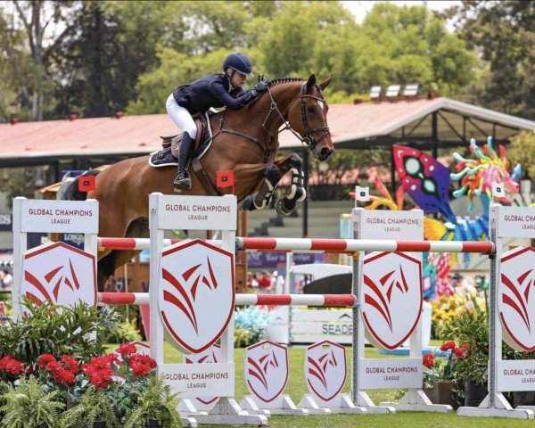 jumper Moeboetoe v/d Roshoeve (Belgian Warmblood, 2011, from Der Senaat 111)