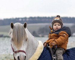 horse Dübelsile's Cornelis (Welsh mountain pony (SEK.A), 2019)
