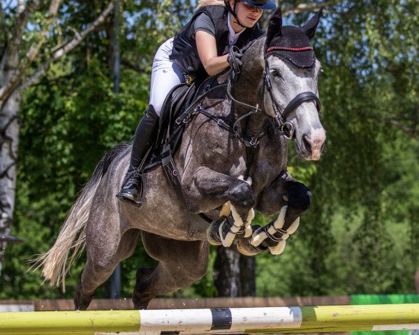 Springpferd Quibery 5 (Holsteiner, 2017, von Quibery 3)