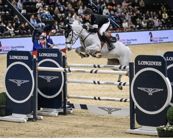 jumper Calizi (German Sport Horse, 2013, from Cellestial)