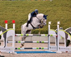 Springpferd Hennes de Lux S (Oldenburger Springpferd, 2014, von Hermes de Lux)