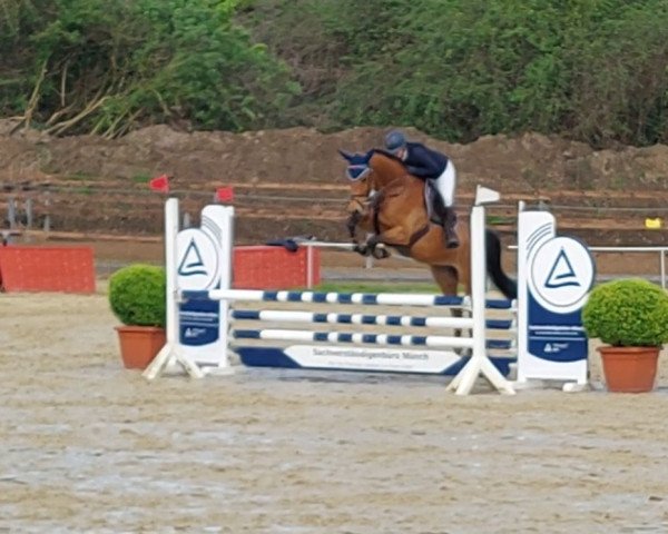 Caballo de salto Carducci S (Caballo de Salto Oldenburgués, 2017, de Cayetano L)
