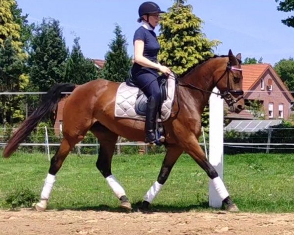 horse Hope (Nederlands Rijpaarden en Pony, 2019, from Hermes N.O.P.)
