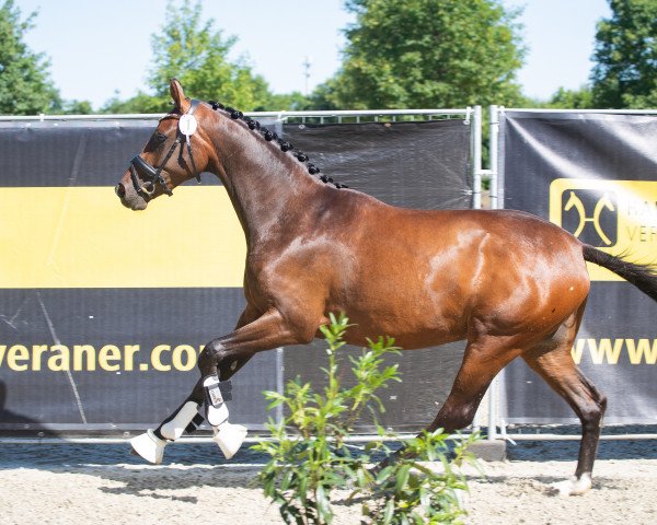 dressage horse Viva La Vida N (Hanoverian, 2020, from Viva Gold OLD)