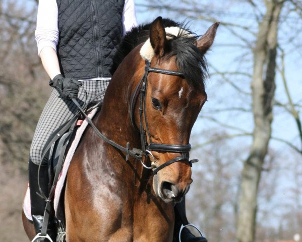 jumper Lorenzo von Matterhorn (Holsteiner, 2003, from Betel xx)