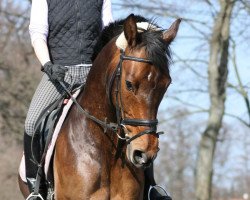 jumper Lorenzo von Matterhorn (Holsteiner, 2003, from Betel xx)