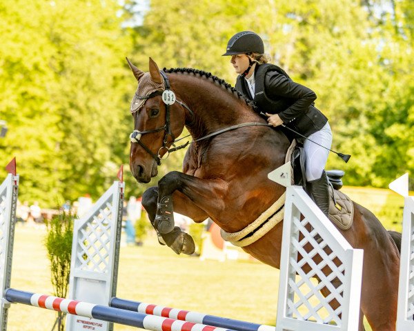 Springpferd Can Fly for You (Oldenburger Springpferd, 2015, von Can Fly Berlin)