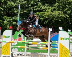 jumper Zack 10 (KWPN (Royal Dutch Sporthorse), 2011, from Zambesi TN)