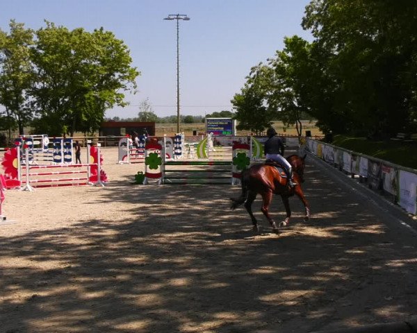 Reitturnier Ruhlsdorf 2023