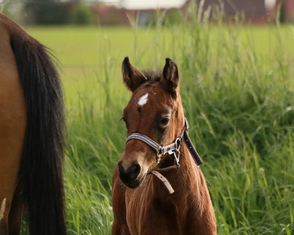 horse Der kleine Prinz HW (German Riding Pony, 2023, from Crown Dramatic)
