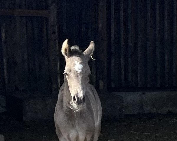 stallion Charlie Brown Mk (Westphalian, 2023, from Cadlanvalley Sir Ivanhoe)