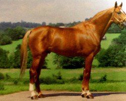 stallion Paladin des Ifs (Selle Français, 1981, from Uriel)