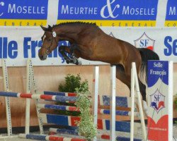 Deckhengst Apollon des Baleines (Selle Français, 2010, von Clinton)