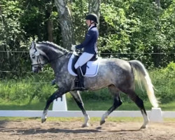 horse Clinton's Chaccomo (Hanoverian, 2017, from Clinton's Heart)