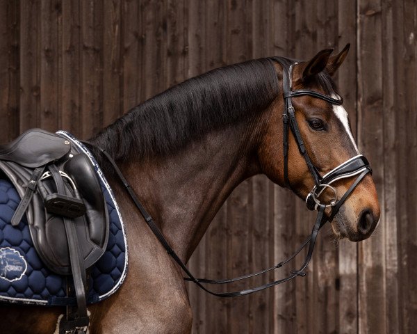 horse Final Masquerade (Westphalian, 2017, from Fürst Romancier)
