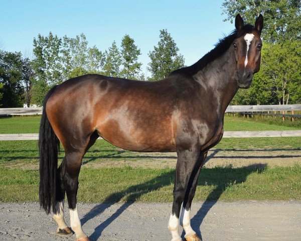 horse Chamana Van T Hulgenrode (Holsteiner, 2007, from Carlos DZ)