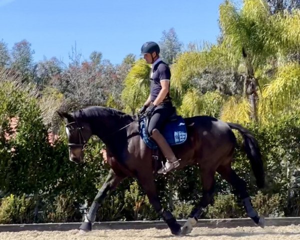 horse Higgins 52 (Oldenburg, 2004, from Harvard)