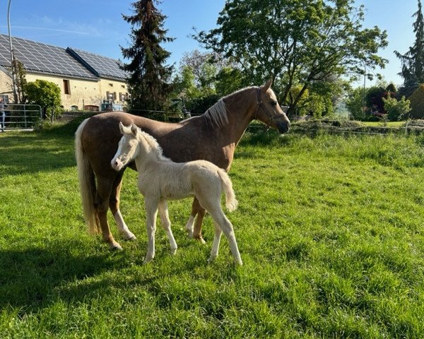 horse Greenwood Datingjoy (German Riding Pony, 2023, from Dating AT NRW)