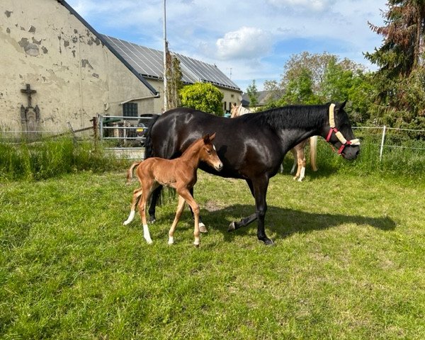 horse Virginia G (Hanoverian, 2023, from Vitalos FRH)