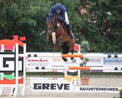 Springpferd Contara 19 (Oldenburger, 2014, von Cascadello)