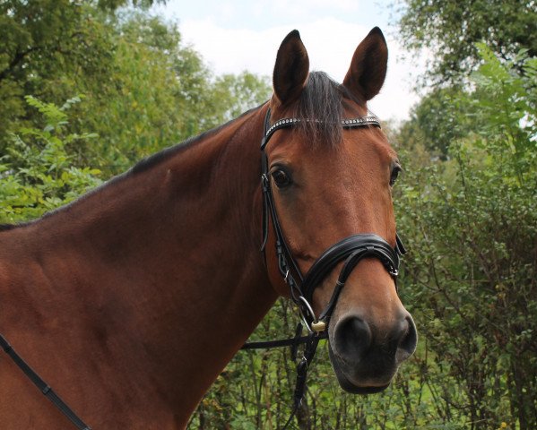 dressage horse Floretto 10 (Rhinelander, 2006, from Flovino) dressage horse Floretto 10 (Rhinelander, 2006, from Flovino)