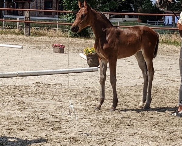 broodmare Viscada H (Hanoverian, 2022, from Viscount 22)