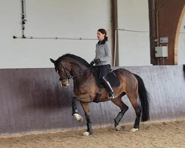 horse Grace (Oldenburg, 2018, from Grey Flanell)