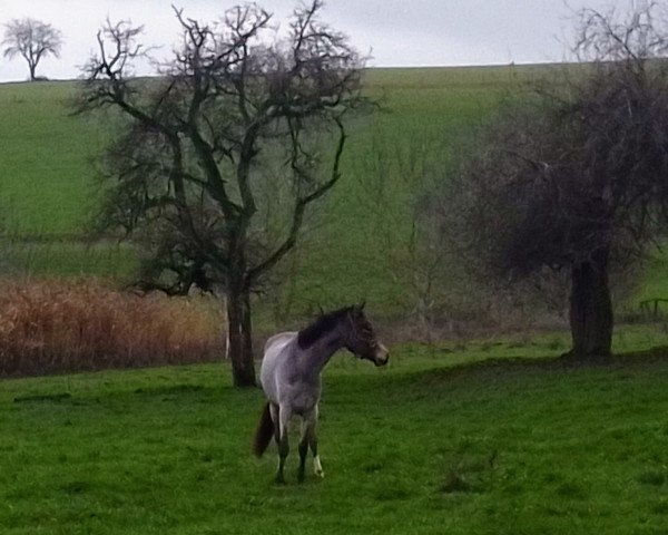 horse Stute von Neverland WE / Cebulon (German Riding Pony, 2020, from Neverland WE)