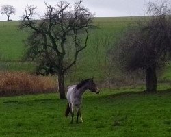 horse Stute von Neverland WE / Cebulon (German Riding Pony, 2020, from Neverland WE)