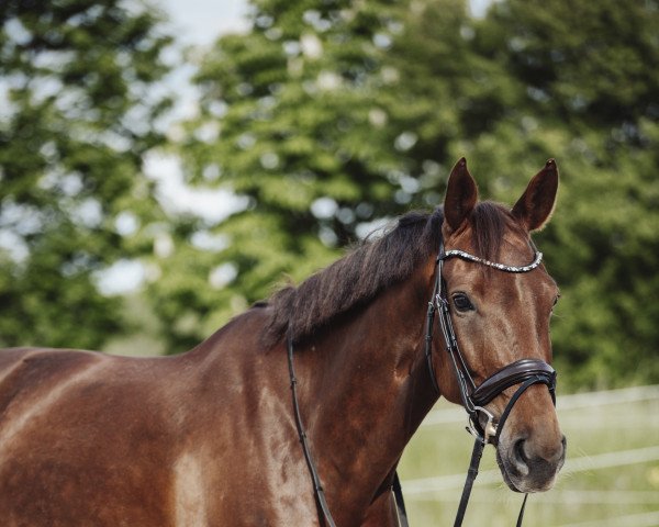 dressage horse Toffee 23 (German Sport Horse, 2016, from Birkhof's Topas Fbw)