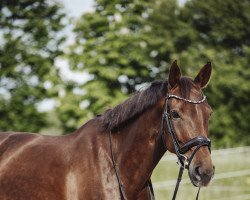 dressage horse Toffee 23 (German Sport Horse, 2016, from Birkhof's Topas Fbw)