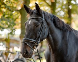 jumper Sky Full Of Stars N (German Warmblood, 2010, from Sir Calypso)