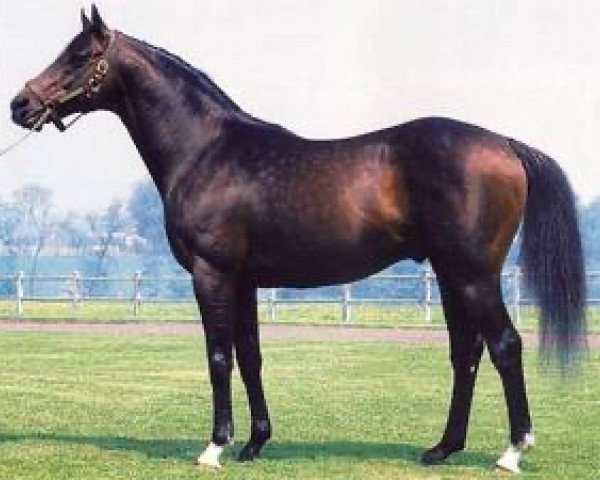 stallion Fabulous Dancer xx (Thoroughbred, 1976, from Northern Dancer xx)