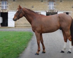 Deckhengst Ginger des Forets (Selle Français, 2016, von President)