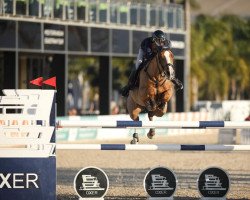 jumper Belle Fee Sauveniere Z (Zangersheide riding horse, 2013, from Bamiro)