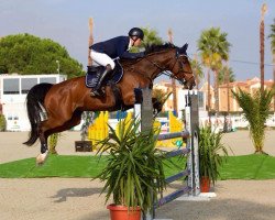 Zuchtstute Delta Fee des Hazalles (Belgium Sporthorse, 2009, von Exploit de Roulard)