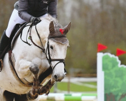 jumper No Cinderella (German Sport Horse, 2016, from No Name 53)