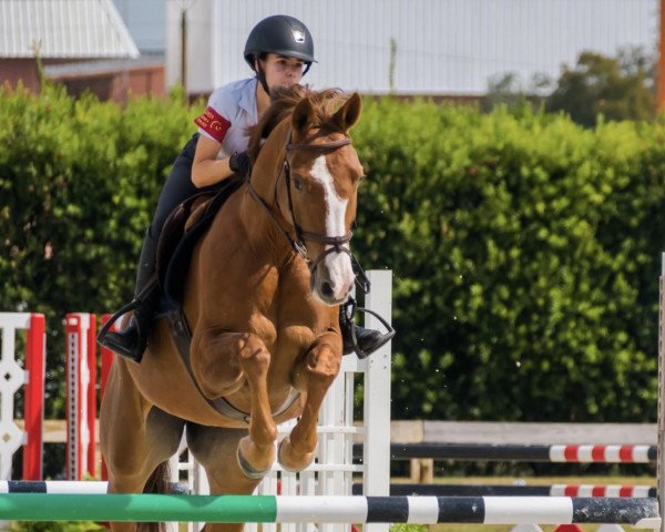 broodmare Chiara (Westphalian, 2009, from Cornet Obolensky)